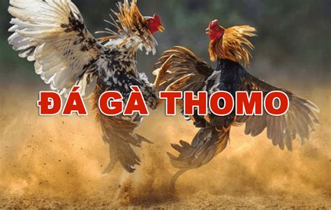ĐÁ GÀ CHỌI C1 TRỰC TIẾP HÔM NAY 10/05/2024 .